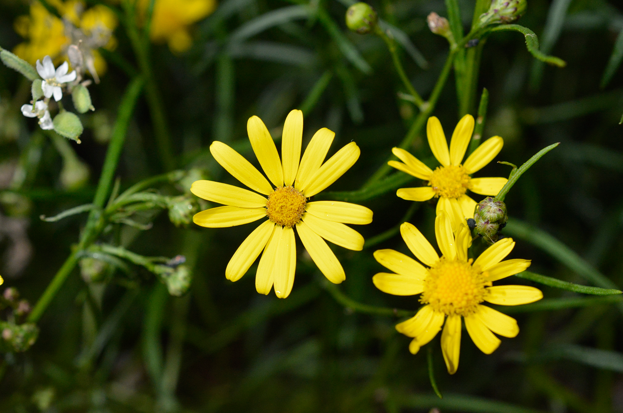 Senecion inaequidens